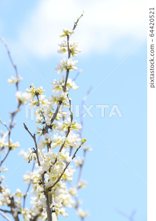 White flower Suishin White flower Suishin 64420521