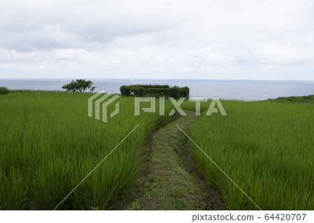 Sea of Japan and Shiromai Senmaida 64420707