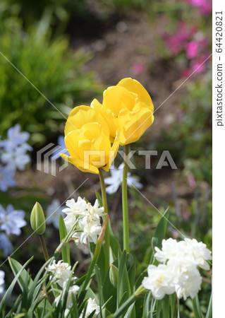 Tulip Tulip 64420821