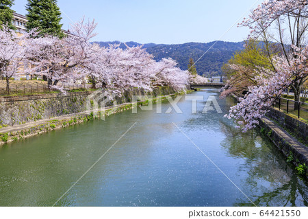 Okazaki hydrophobic cherry tree 64421550