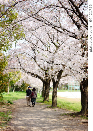 Cherry blossom, japanese spring, bank, close-up, beautiful, park, road 64421736