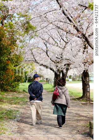 Cherry blossom, japanese spring, bank, close-up, beautiful, park, road 64421737