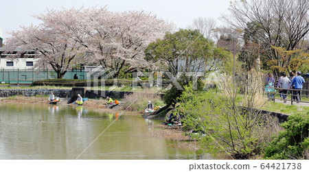 Cherry blossom, japanese spring, bank, close-up, beautiful, park, road 64421738