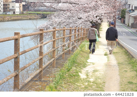 Cherry blossom, japanese spring, bank, close-up, beautiful, park, road 64421828