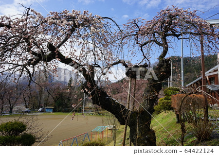 森雄百花盛開的西石小學 64422124