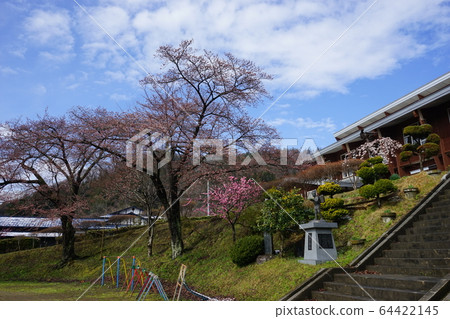 Nishoishi Elementary School where Morio Kadidare blooms Nishoishi Elementary School where Morio Kadidare blooms 64422145