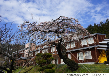 Nishoishi Elementary School where Morio Kadidare blooms Nishoishi Elementary School where Morio Kadidare blooms 64422146