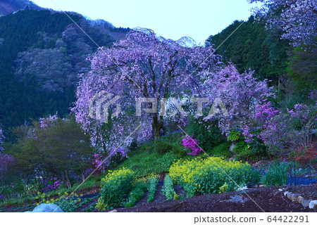 Cherry blossoms in Yamazato 64422291