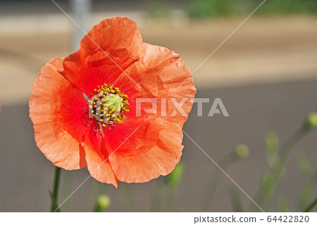 Orange papaver rhoeas flowers Orange papaver rhoeas flowers 64422820