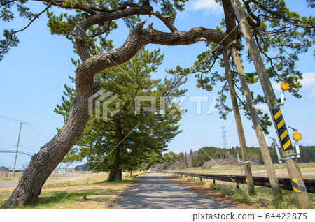 秋田縣前八戶海道松樹 64422875