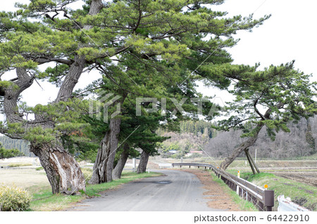 秋田縣前八戶海道松樹 64422910
