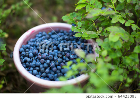 Bucket full of blue berries in a forest 64423095