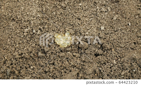 Eggs biggest slug Limax maximus cluster largest in soil under stone detail pile, white slightly yellow color great grey or leopard slug plant parasite. Snail which is pest in horticulture greenhouses 64423210