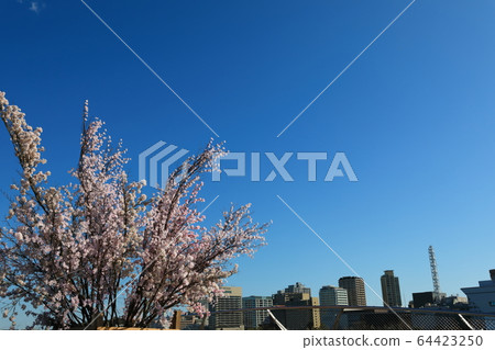 Yokohama Minatomirai Cherry Blossom Clear Yokohama Minatomirai Cherry Blossom Clear 64423250