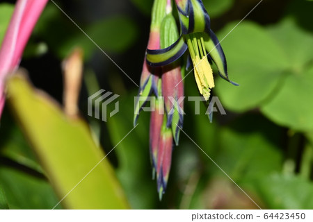 年輕的女士鳳梨 64423450