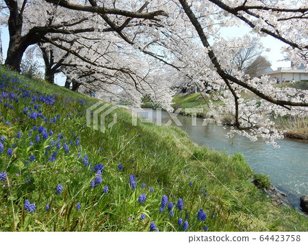 Fujitagawa Fureai Sakura and Muscari Fujitagawa Fureai Sakura and Muscari 64423758