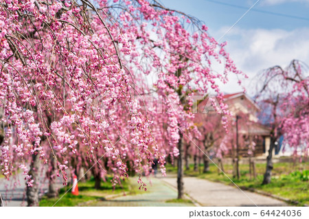 Weeping cherry blossoms on the Nichichu Line Kitakata City, Fukushima Prefecture 64424036