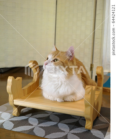 creature, living thing, animal 64424121