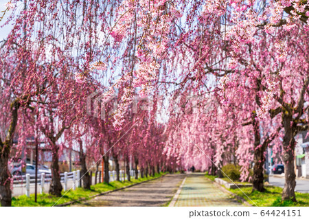 福島縣日方市北中市的垂枝櫻花 64424151