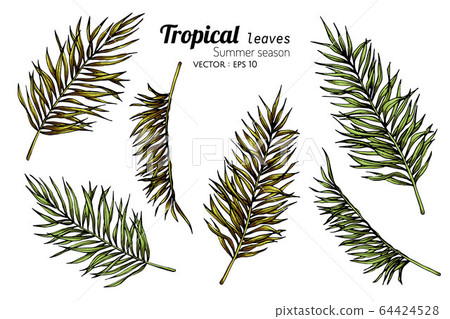 Set Of Palm Leaf Drawing Botanical Illustration Stock Illustration