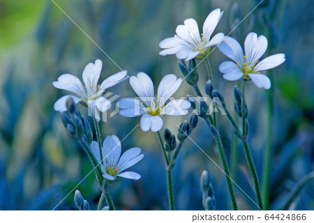 可愛的ast 可愛的ast 64424866