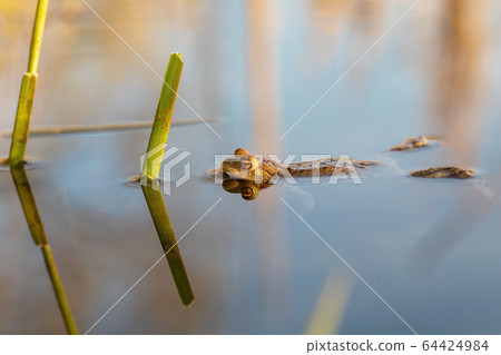 Common toad, Bufo bufo, Czech republic, Europe 64424984