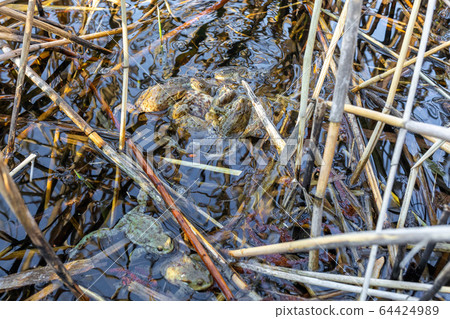 Common toad, Bufo bufo, Czech republic, Europe Common toad, Bufo bufo, Czech republic, Europe 64424989