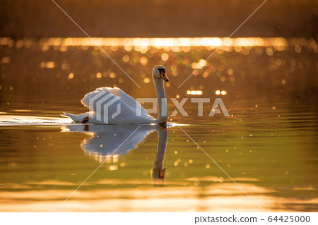 common big bird mute swan on evening pond common big bird mute swan on evening pond 64425000