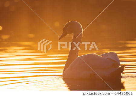 Wild bird mute swan in spring on evening pond Wild bird mute swan in spring on evening pond 64425001