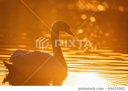 Wild bird mute swan in spring on evening pond Wild bird mute swan in spring on evening pond 64425002