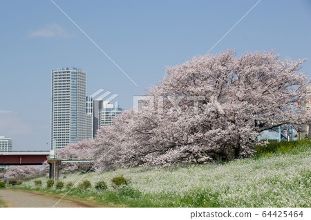 二子玉川櫻花樹 64425464
