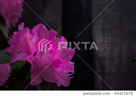 Hikage Azalea 64425678