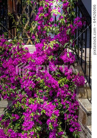Purple Bougainvillea flower bush Purple Bougainvillea flower bush 64426066