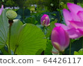 Ancient lotus no Sato 64426117