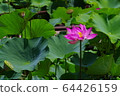 Ancient lotus village 64426159