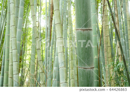 In the green bamboo forest In the green bamboo forest 64426863