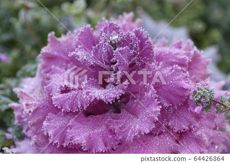 Frosted leaf button 64426864