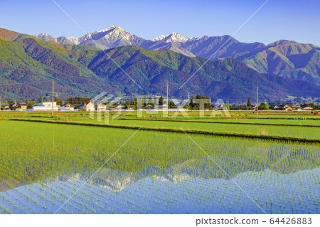 在長野縣安zu野市種植後立即北阿爾卑斯山，延嫩山和稻田 64426883