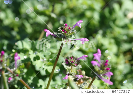 Lamium amplexicaule 64427237