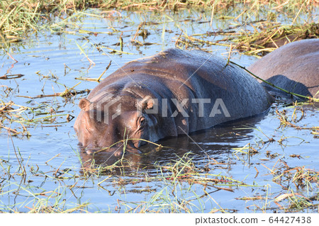 Hippopotamus (Chobe National Park, Botswana) 64427438