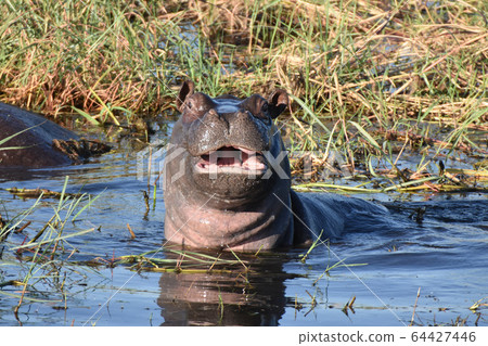 Hippopotamus (Chobe National Park, Botswana) 64427446