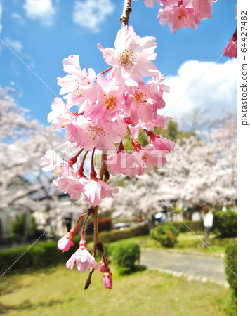 櫻花在公園櫻花 櫻花在公園櫻花 64427482