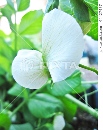 豌豆花 豌豆花 64427487