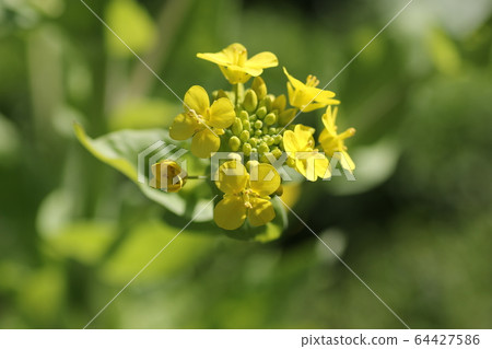大白菜花 64427586