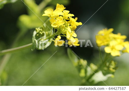 大白菜花 64427587