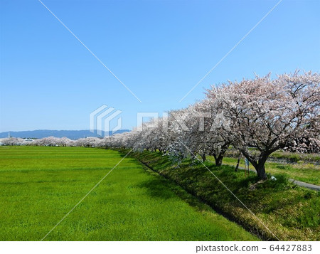 Scenery of "Sakura Namiki", "countryside" and "blue sky background" Toin Town, Mie Prefecture Scenery of "Sakura Namiki", "countryside" and "blue sky background" Toin Town, Mie Prefecture 64427883