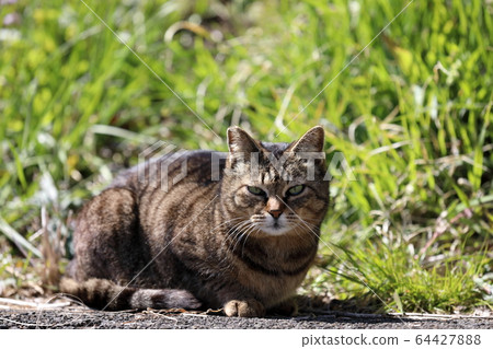 Cat's gaze 64427888