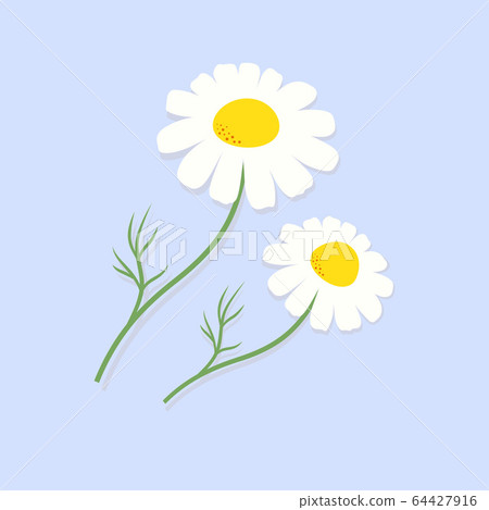 cute chamomile flowers isolated on blue background 64427916