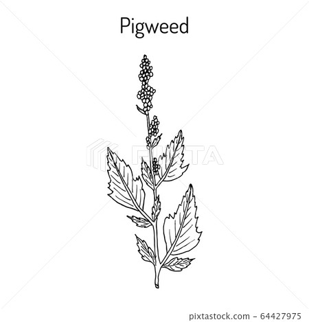 Pigweed chenopodium album , medicinal plant 64427975