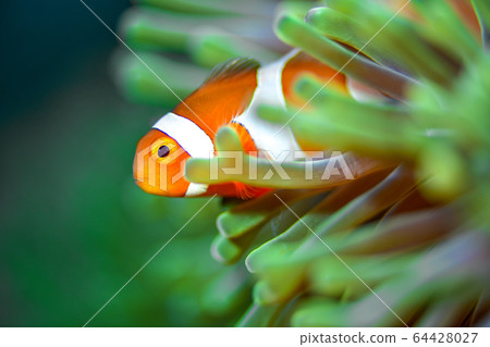 小丑anemonefish 64428027
